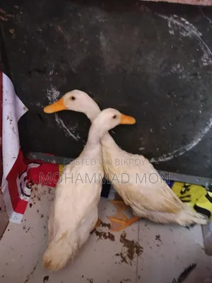 1 Pair of Ducks