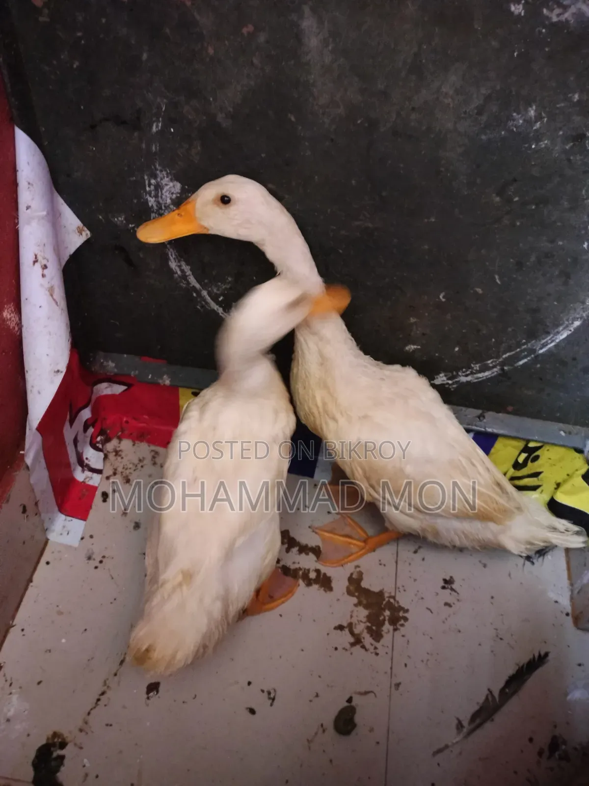 1 Pair of Ducks