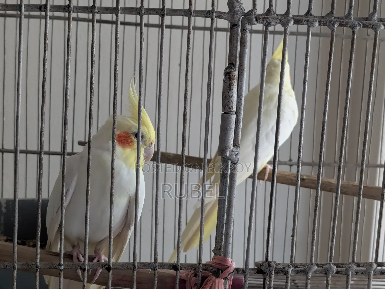 লুটিনো মাস্টার ২ জোড়া ককটেল পাখি (৪ পিস)