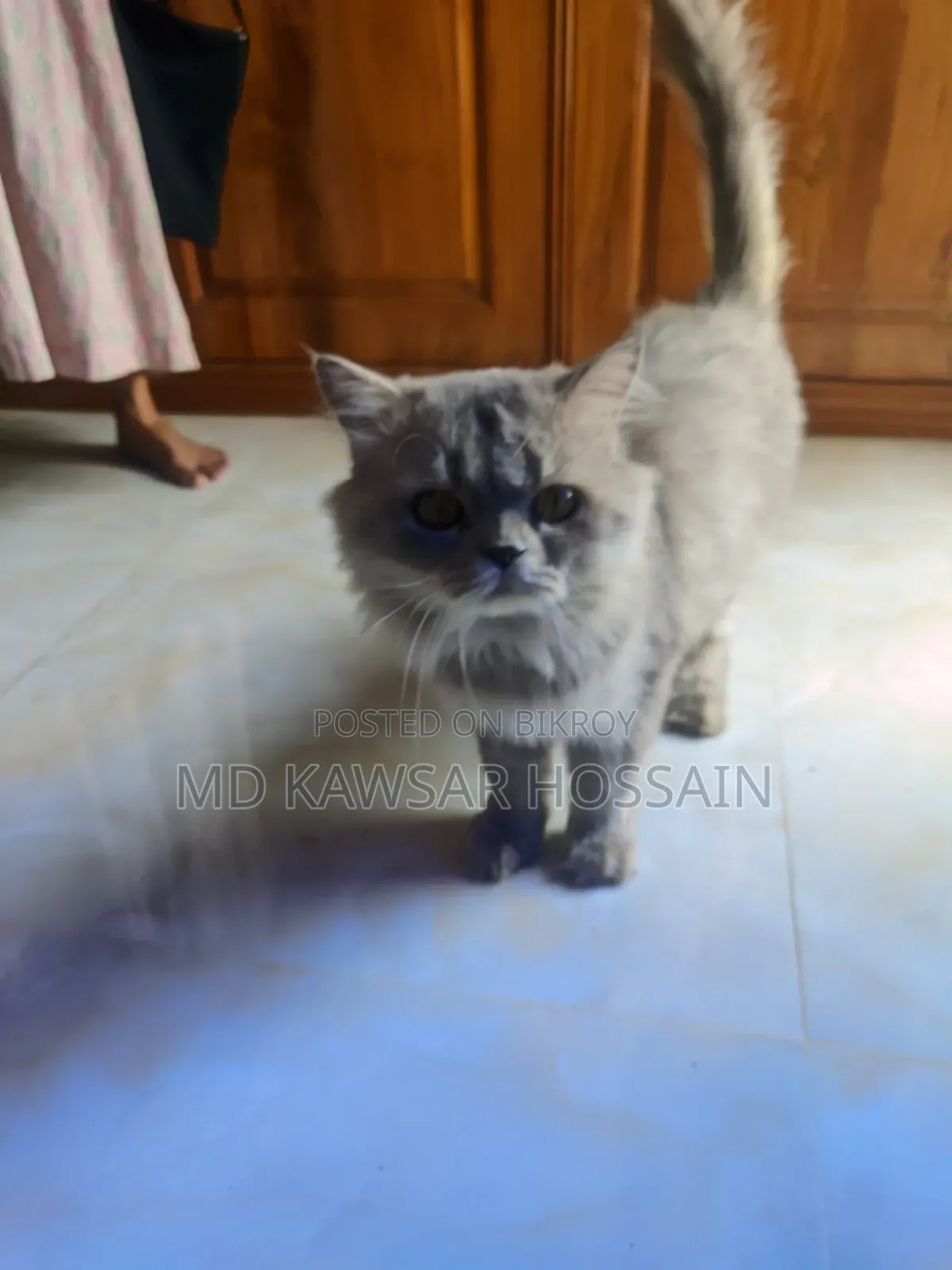 6-12 months Male Purebred Persian