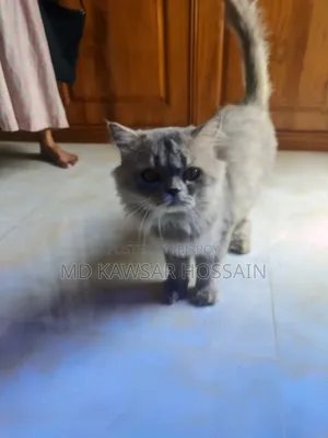 6-12 months Male Purebred Persian