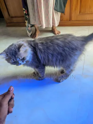 6-12 months Male Purebred Persian