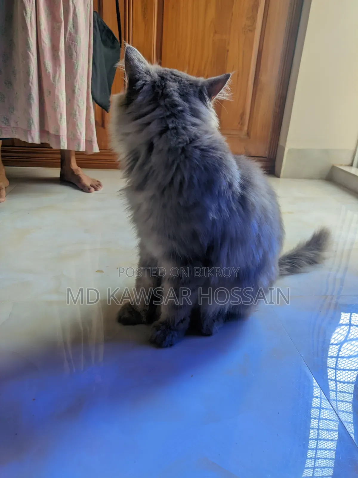 6-12 months Male Purebred Persian