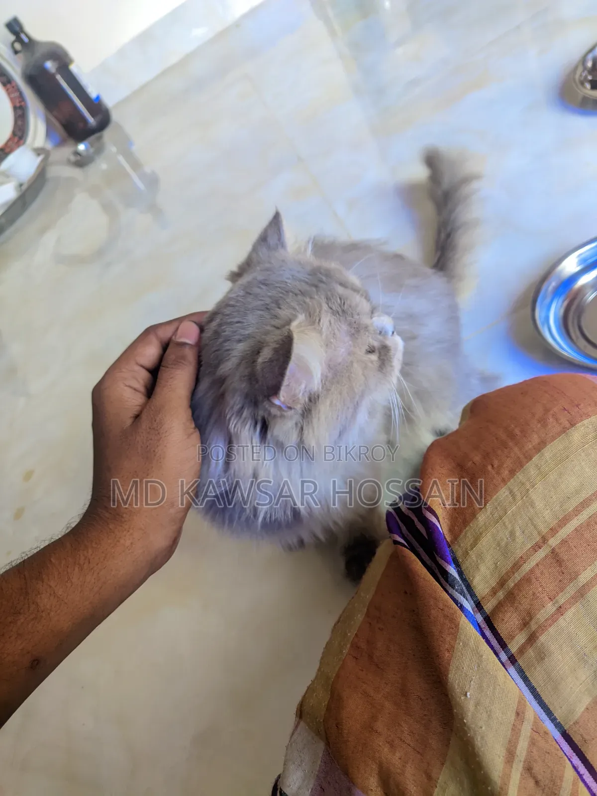 6-12 months Male Purebred Persian