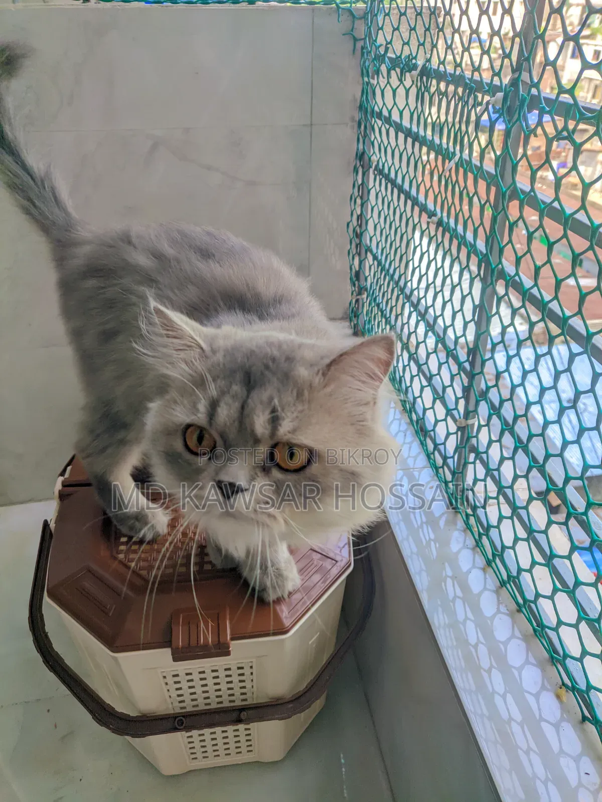6-12 months Male Purebred Persian
