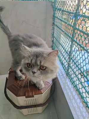 6-12 months Male Purebred Persian
