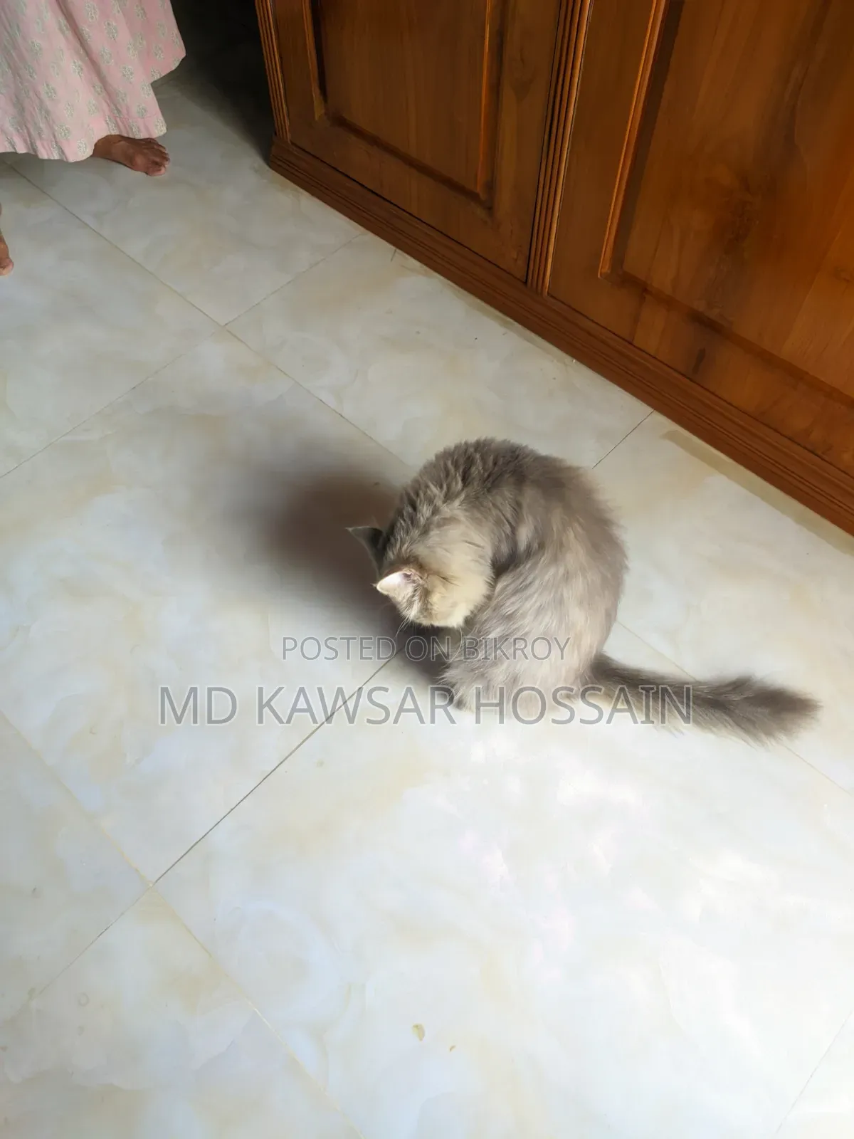 6-12 months Male Purebred Persian