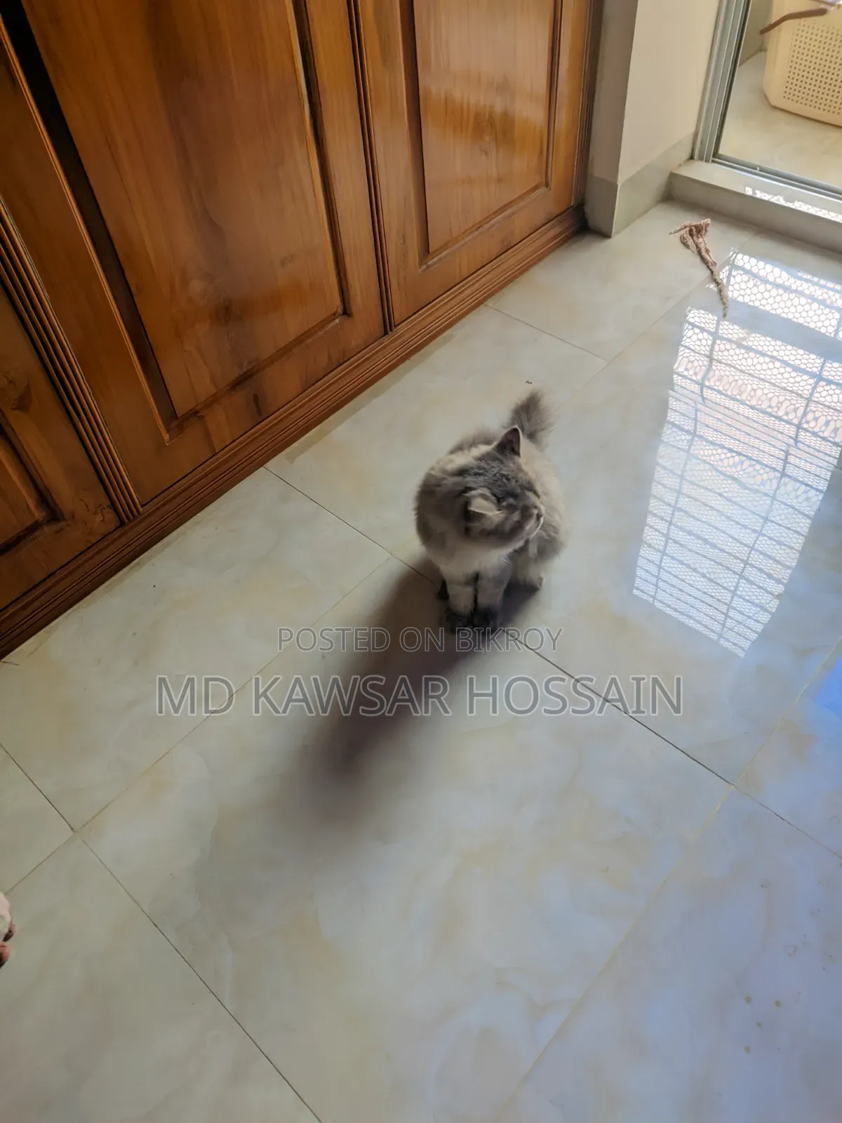 6-12 months Male Purebred Persian