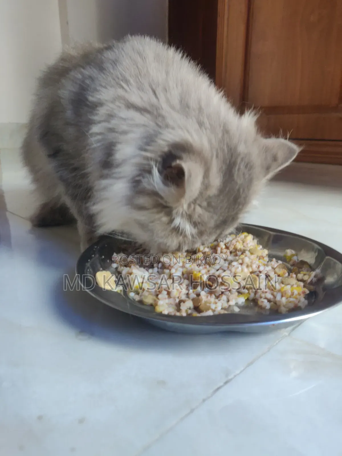 6-12 months Male Purebred Persian