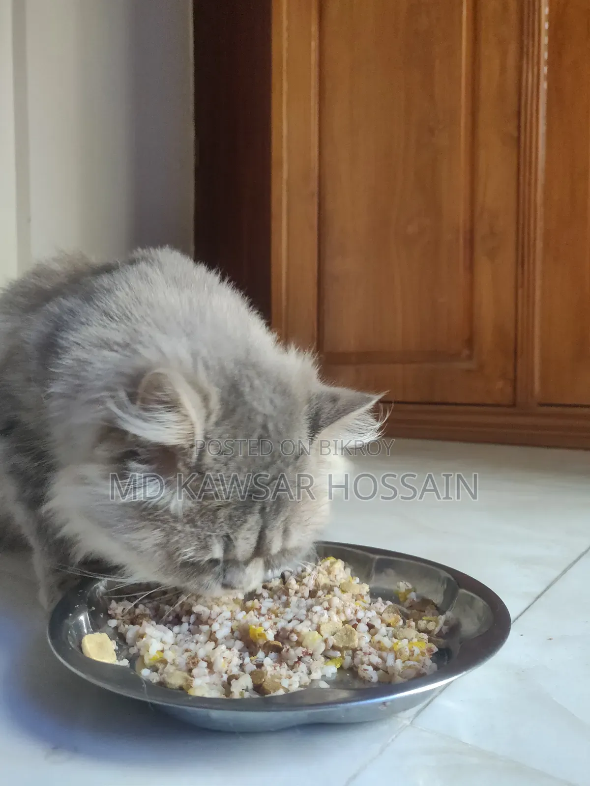 6-12 months Male Purebred Persian