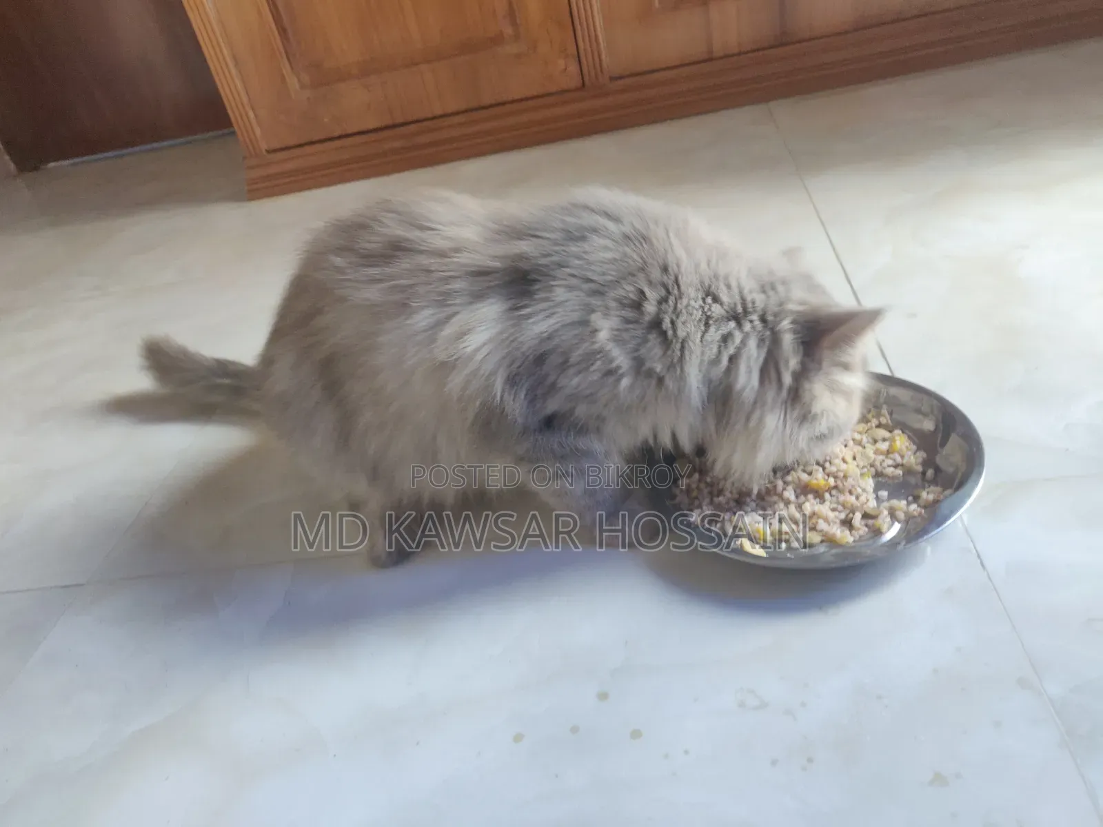 6-12 months Male Purebred Persian