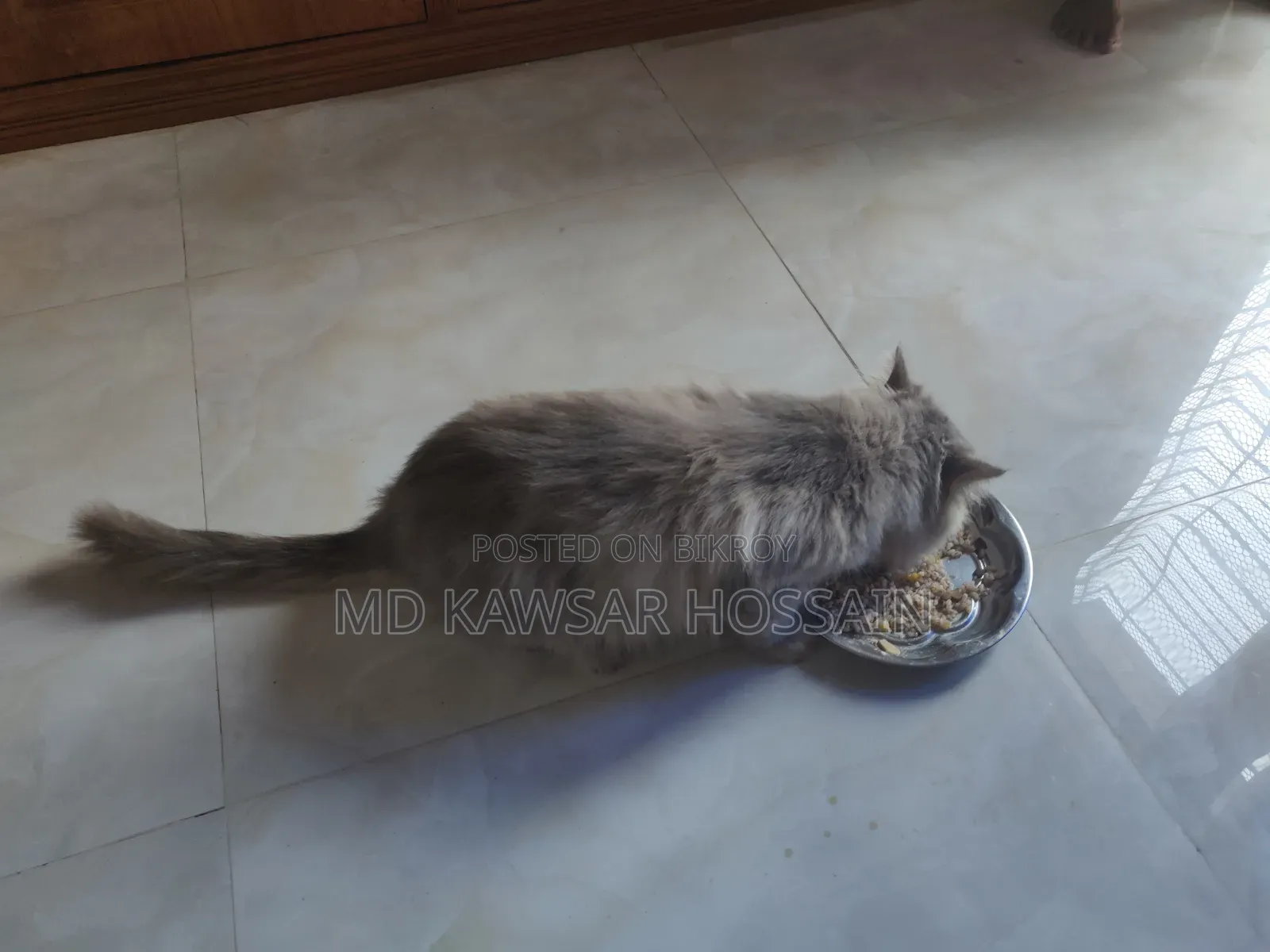 6-12 months Male Purebred Persian