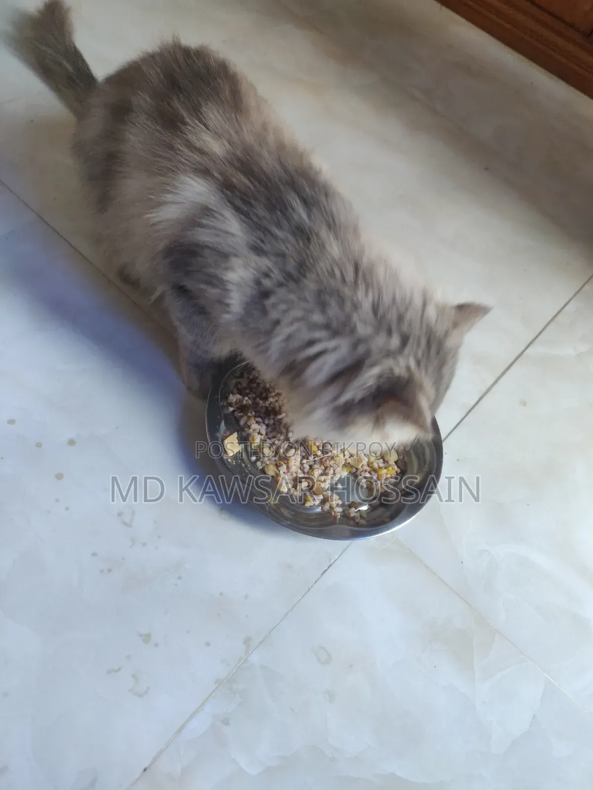 6-12 months Male Purebred Persian