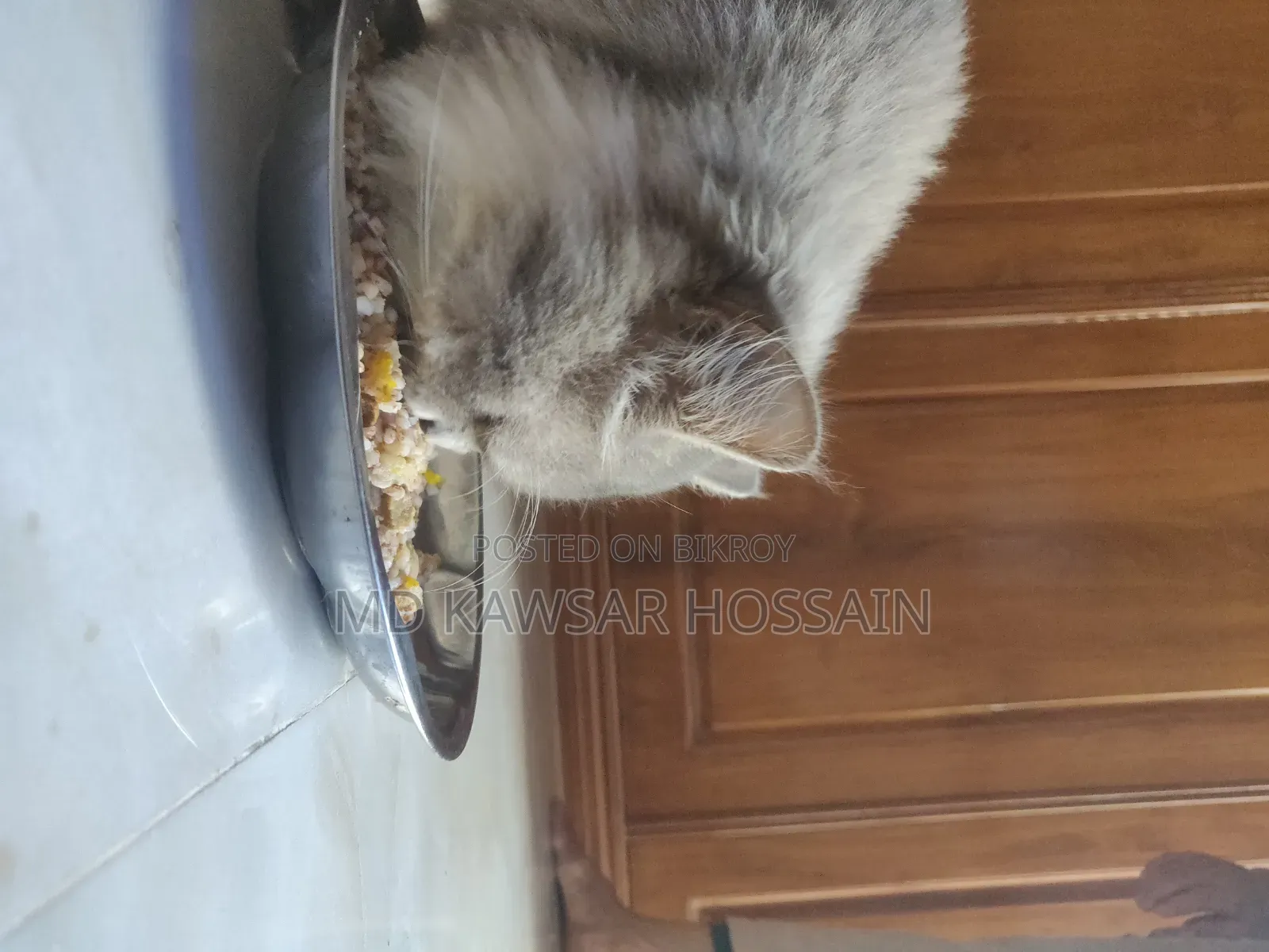 6-12 months Male Purebred Persian