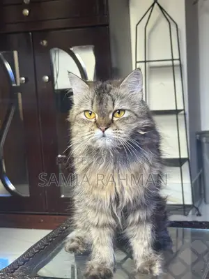 1+ year Female Purebred Persian