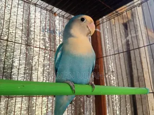 Masha Allah One Piece Adult Peach Face Blue Male Lovebird