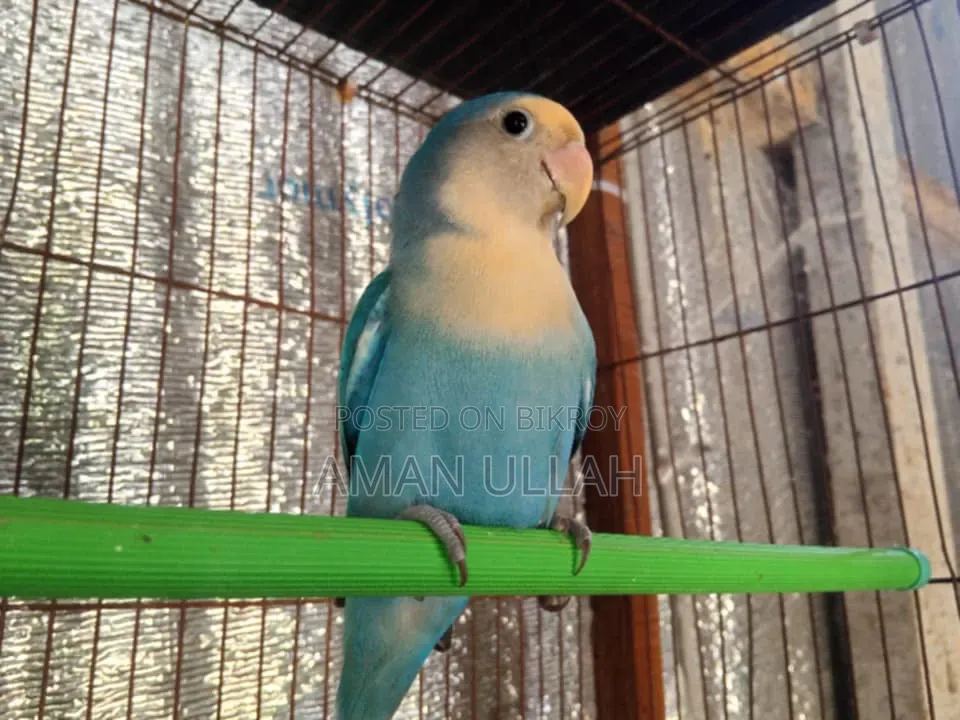 Masha Allah One Piece Adult Peach Face Blue Male Lovebird