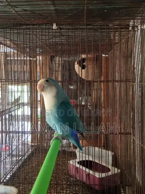 Masha Allah One Piece Adult Peach Face Blue Male Lovebird