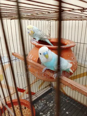 Running Budgerigar Bird for Sale