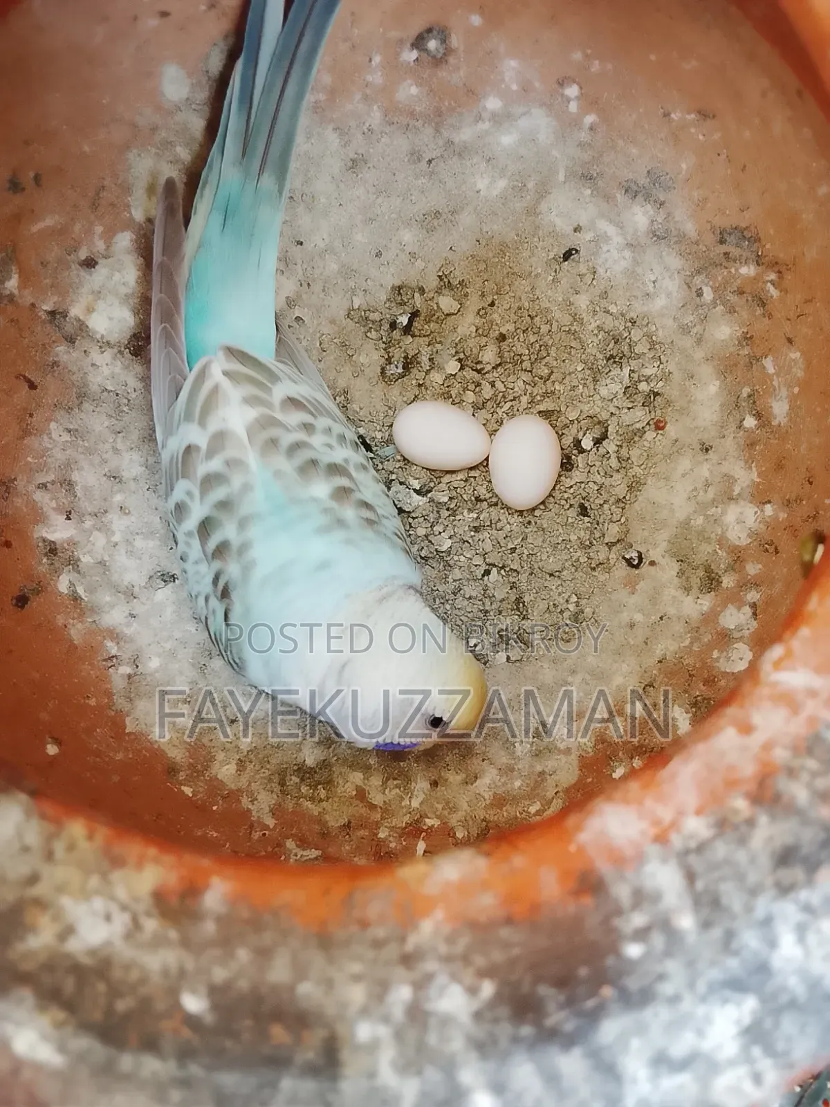 Running Budgerigar Bird for Sale