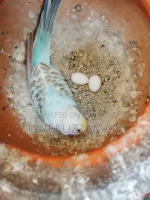 Running Budgerigar Bird for Sale