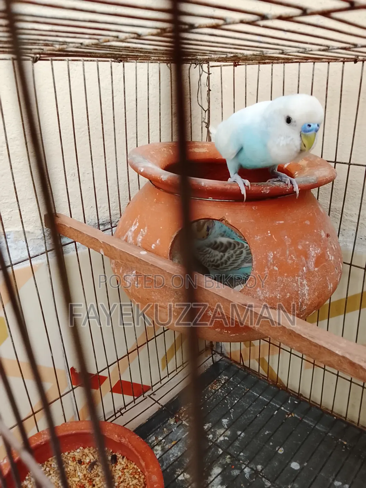 Running Budgerigar Bird for Sale
