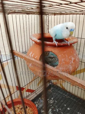 Running Budgerigar Bird for Sale