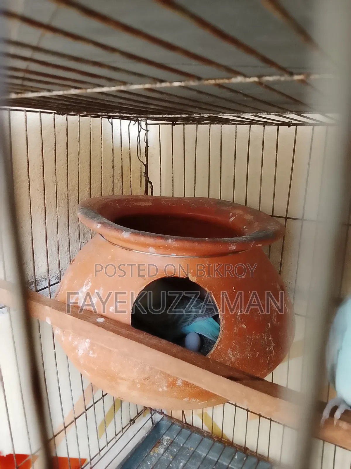 Running Budgerigar Bird for Sale