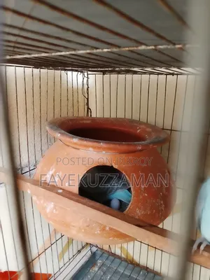 Running Budgerigar Bird for Sale