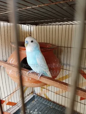 Running Budgerigar Bird for Sale