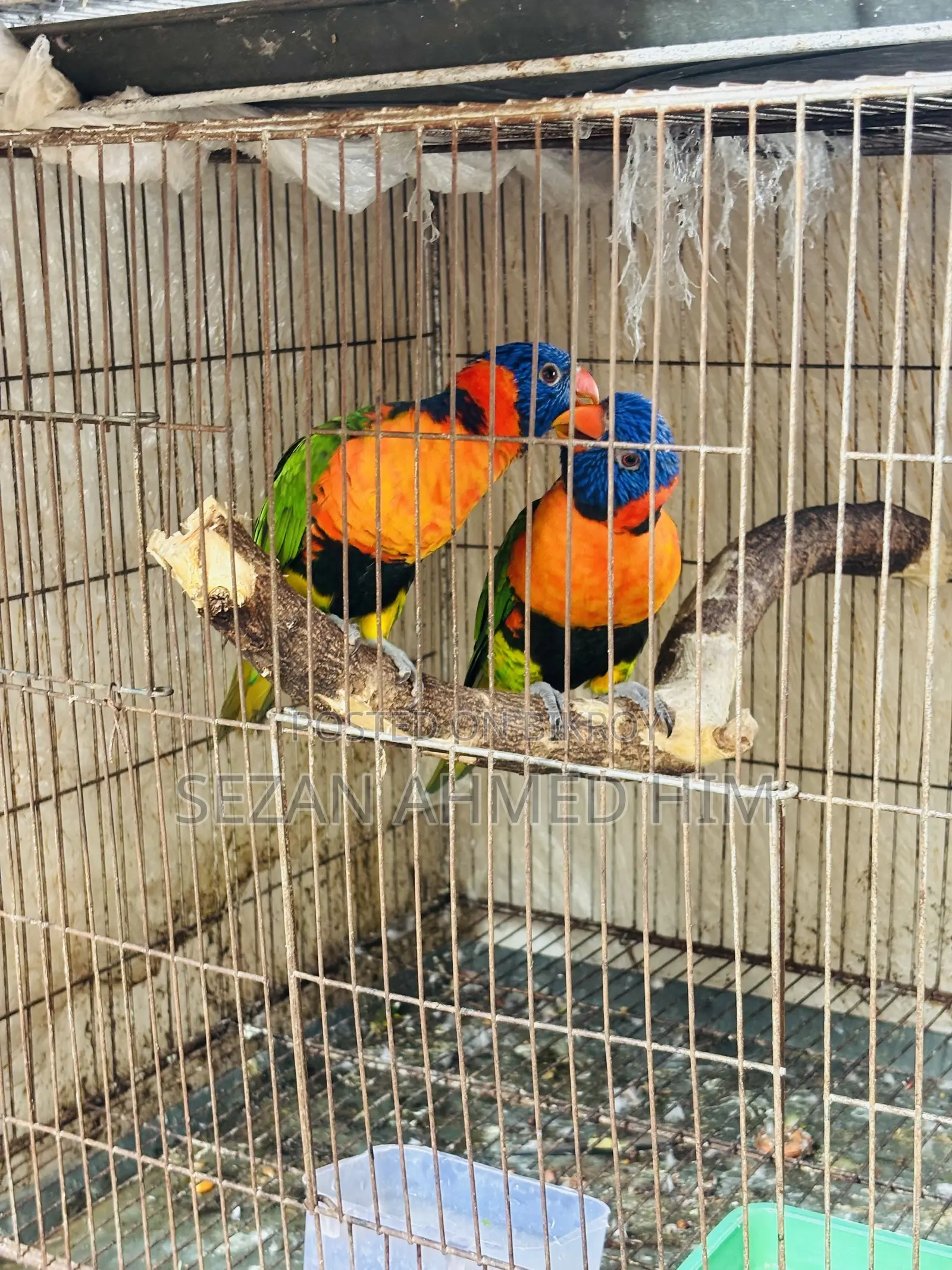 Lory Bird