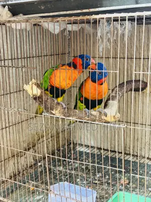 Lory Bird