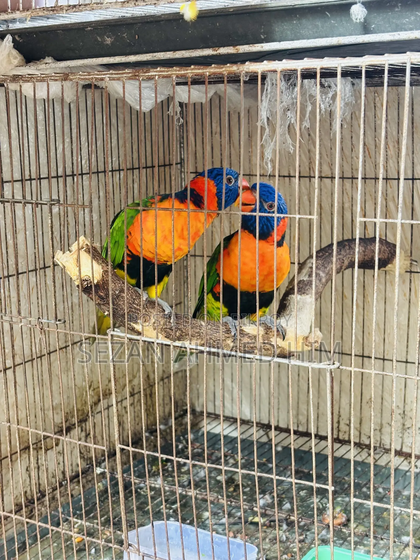 Lory Bird