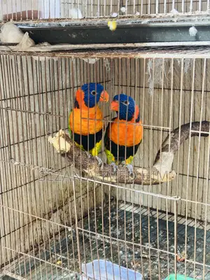 Lory Bird