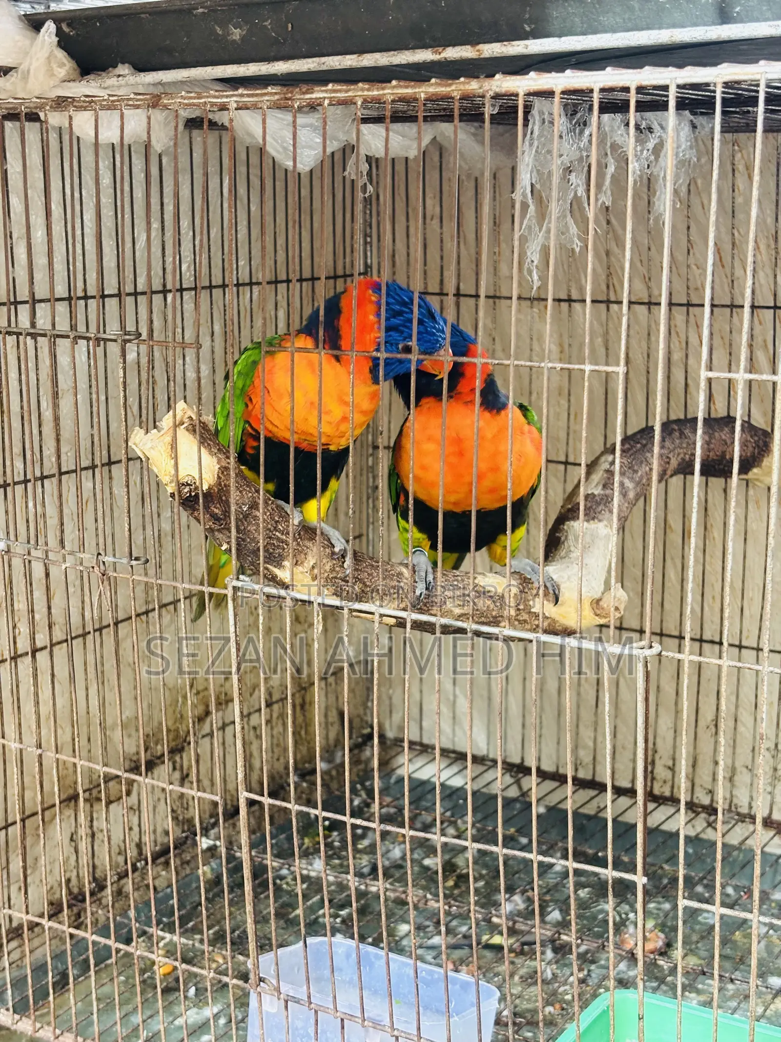 Lory Bird