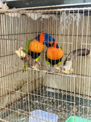 Lory Bird