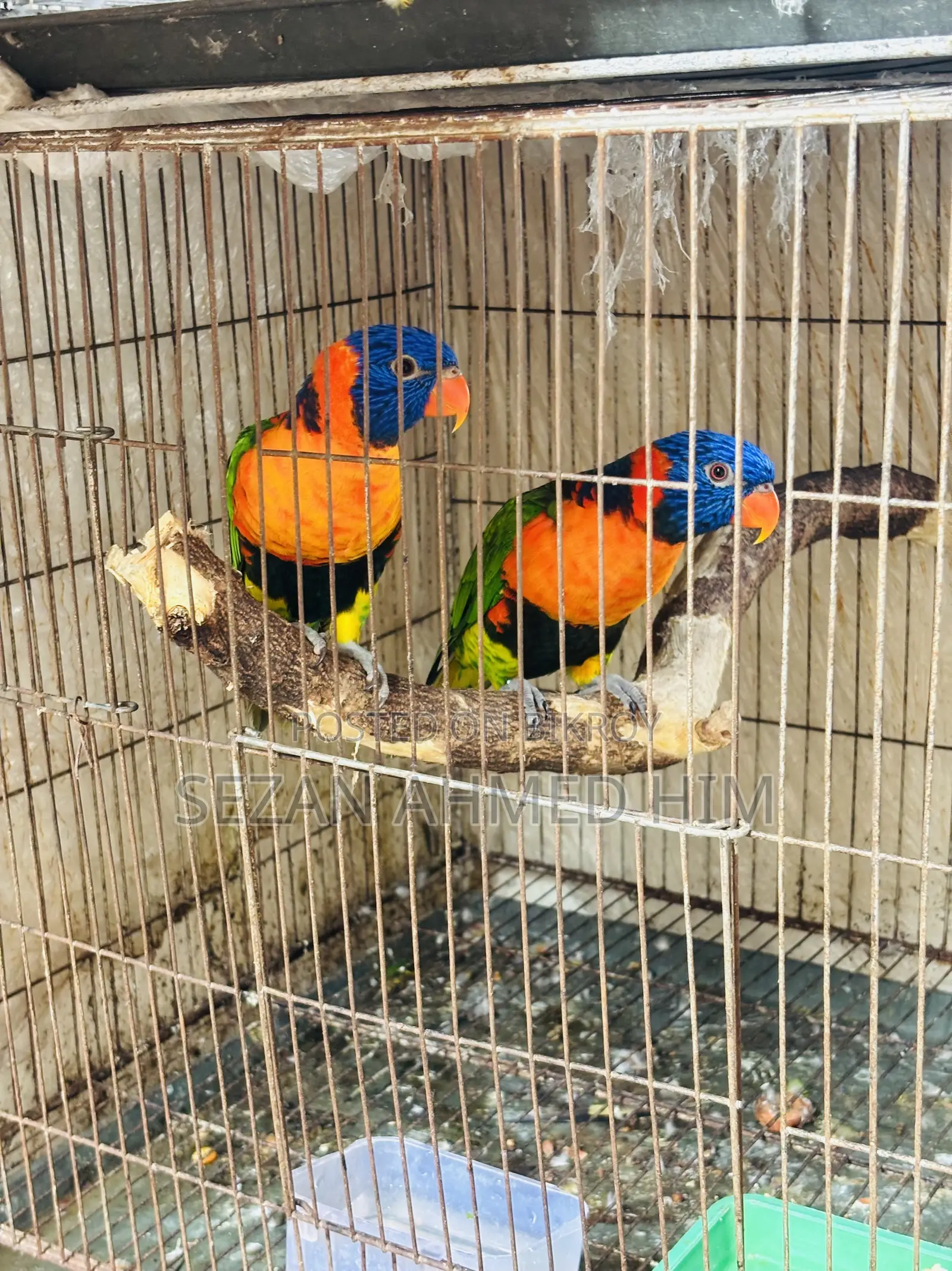 Lory Bird