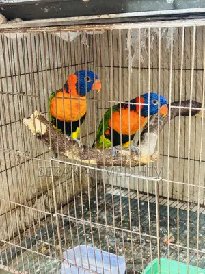 Lory Bird