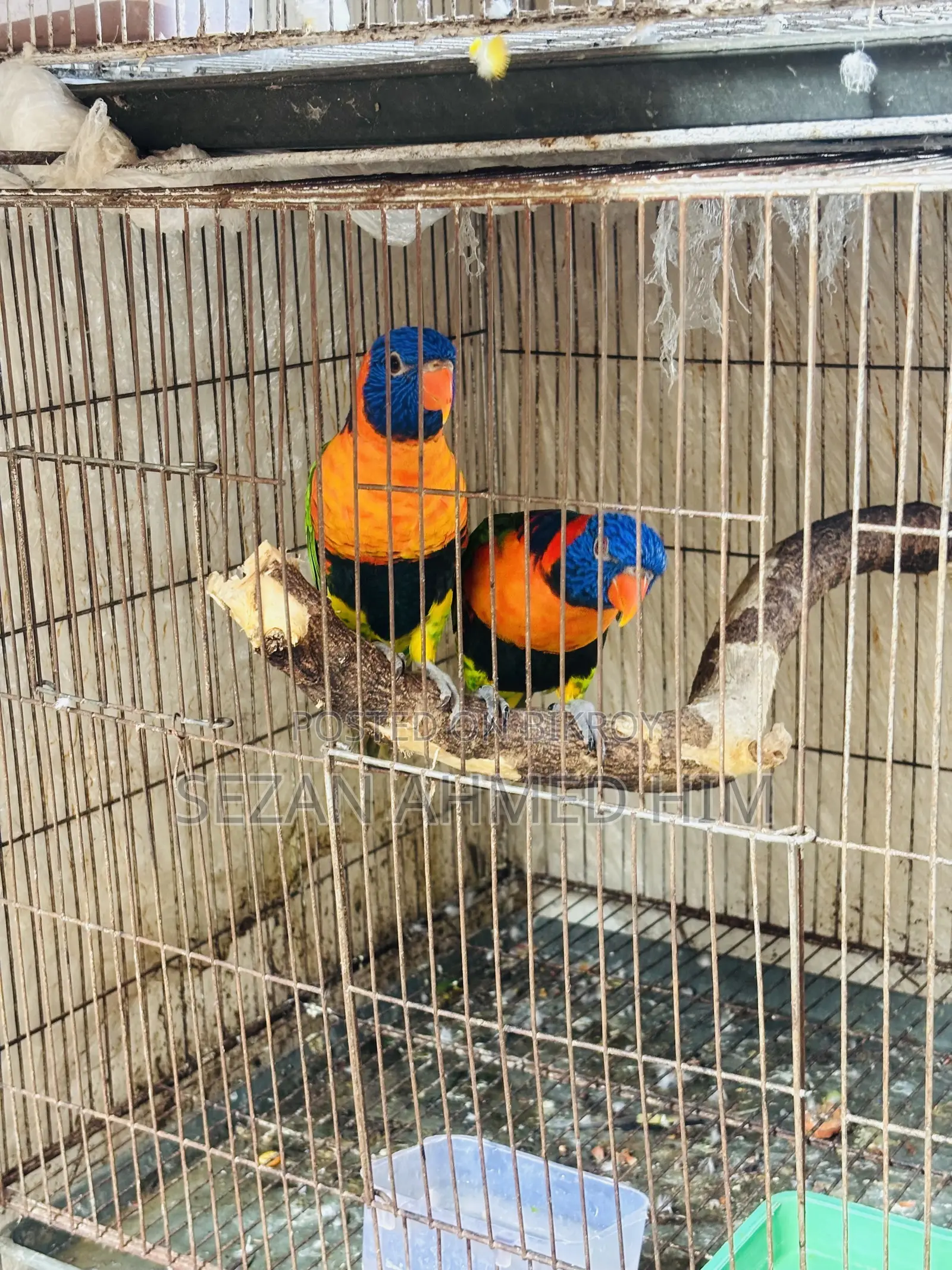 Lory Bird
