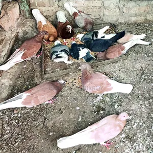 Local Pigeons.
