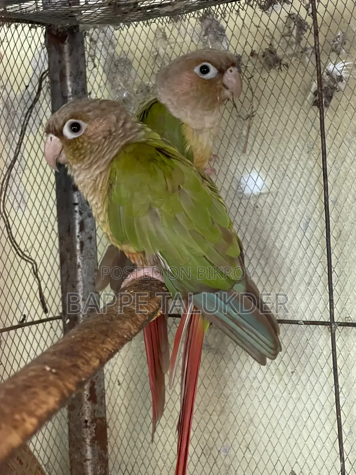 ২জোরা কুনোর বিল্ডিং পেয়ার সেল করা হবে