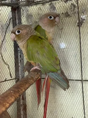 ২জোরা কুনোর বিল্ডিং পেয়ার সেল করা হবে