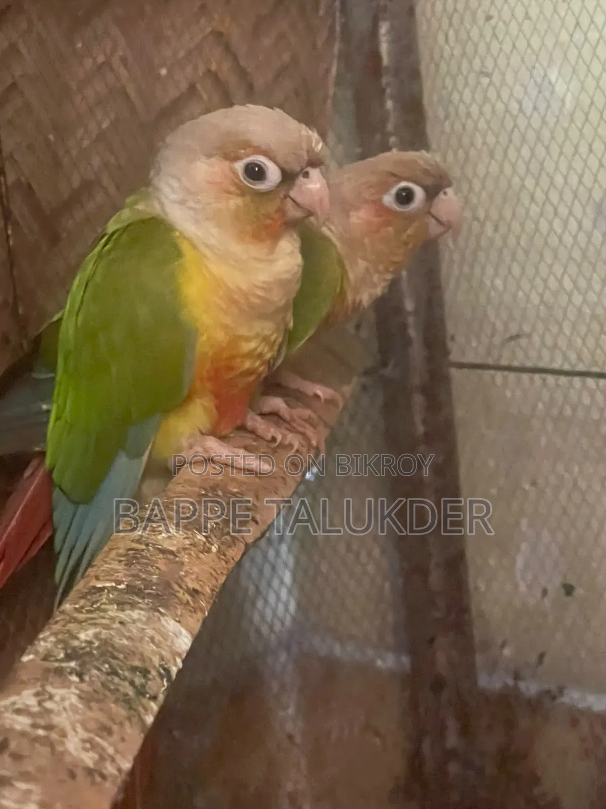 ২জোরা কুনোর বিল্ডিং পেয়ার সেল করা হবে