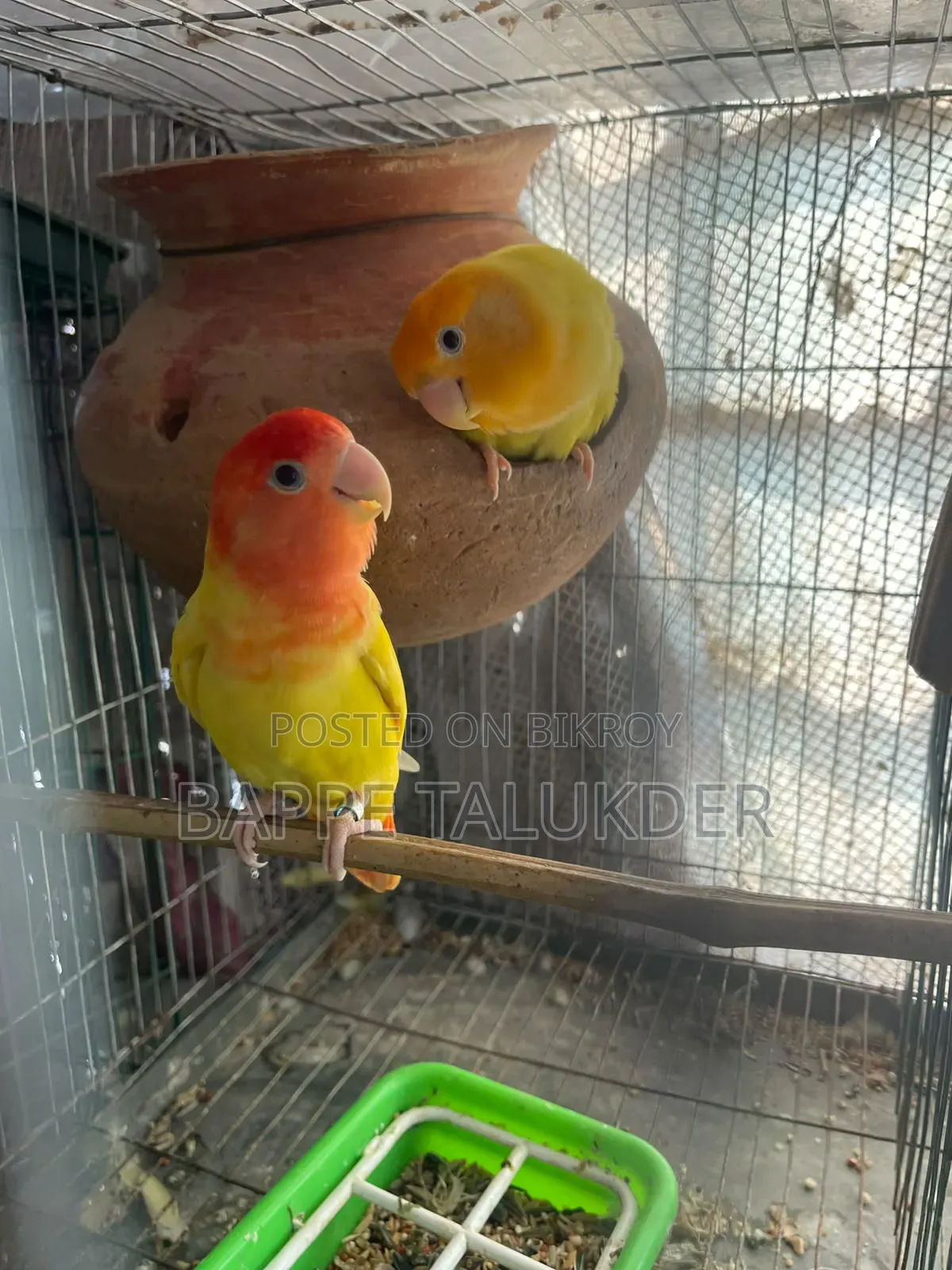 1 Pair of Lovebirds for Sale