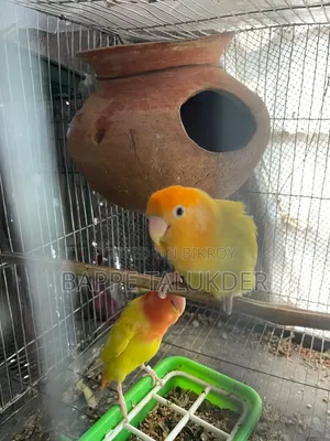 1 Pair of Lovebirds for Sale