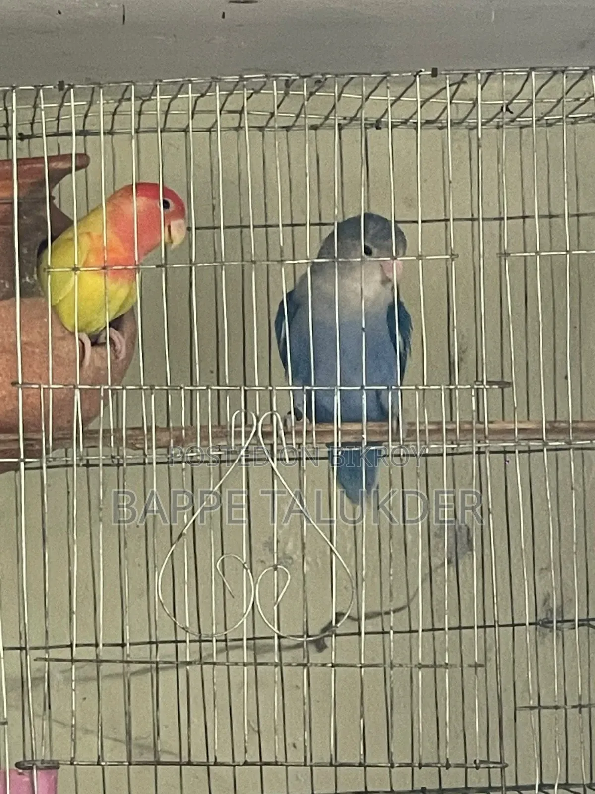 One pair of Lovebird for sale