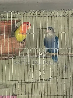 One pair of Lovebird for sale