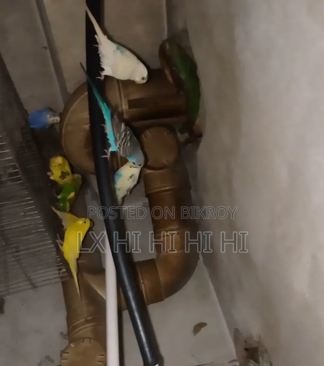 Budgerigar Bird