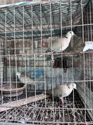 Australian Dove