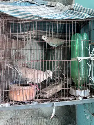 Australian Dove